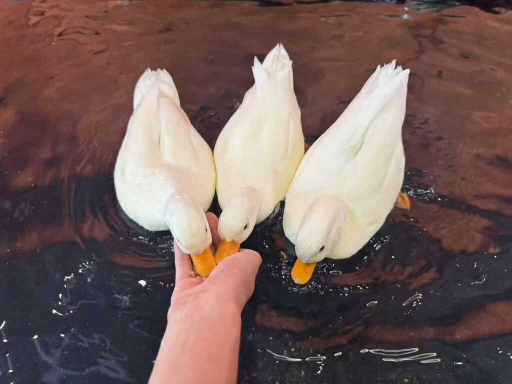 mmexport1754905720623