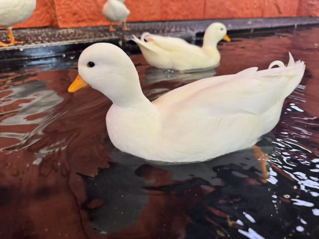 mmexport1754905722260